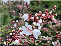 SO7119 : Prunus cerasifera, Ornamental Plum by Jonathan Billinger