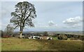 Tree at Hillside Farm