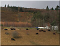 NT2340 : Cattle grazing at Neidpath by Jim Barton