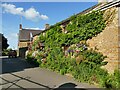 Houses with wisteria, Queen Street. Hook Norton