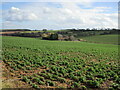 Bean field and Wood Barn Farm