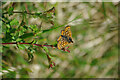 Duke of Burgundy butterfly, Swells Hill, Stroud