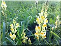 SP3483 : Toadflax on the bypass by A J Paxton