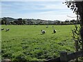 Sheep grazing, Trefeglwys