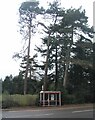 Bus shelter and Scots pines