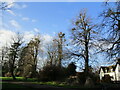 Mistletoe infested trees at Winkburn