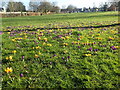 Crocuses on Shoulder of Mutton Green