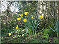 February daffodils by The Knole, Faversham