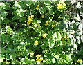 Marsh marigolds, Faversham