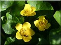 Marsh marigolds, Faversham