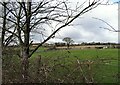 Looking over to Stobbilee Farm