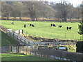 Belted Galloway cattle, Broadfold