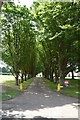 Tree lined avenue