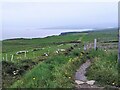 R0493 : Cliff Walk, Cliffs of Moher by colm