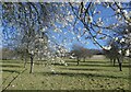 Blackthorn in bloom, Pett Road, near Borden