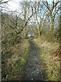 The path into the Fairy Woods