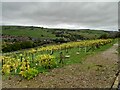 Vines at Holmfirth Vineyard