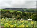 Vines at Holmfirth Vineyard