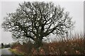 Tree on Mill Lane, Meesden