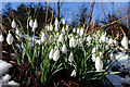 Snowdrops (Galanthus nivalis)