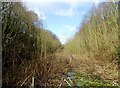 SK6665 : Bottom of the old railway cutting near Wellow by Neil Theasby