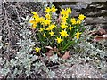 TQ2688 : Daffodils on Gurney Drive,  Hampstead Garden Suburb  by David Howard