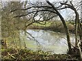 Farm pond adjacent to Cai Lane