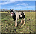 TA0231 : Horse at Willerby by Paul Harrop