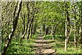 Footpath, Grove Shaw