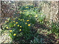 Daffodils near North Corner