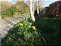 Daffodils at Old Heathfield