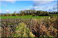 Bare hedge along Tarlum Road