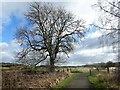 Lone tree beside the railway path