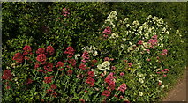 SX9456 : Various valerians, Berry Head Country Park by Derek Harper