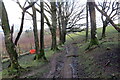 Llwybr ger Fergwm / Path near Fergwm