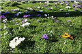 Crocus at Lochside Park, Castle Douglas