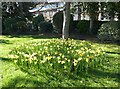 Early daffodils in Blenheim Park