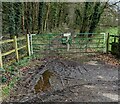 Muddy entrance to Beech Wood, Monmouthshire