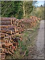 TF0720 : Timber stacks by Bob Harvey