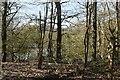 Wooded pond