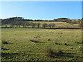 Grassland at Lindsaylands