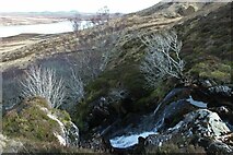 NC6147 : Winter rowan and birch by Loch Loyal by Alan Reid