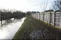 SJ6486 : Bridgewater Canal towards Grappenhall Bridge by Ian S