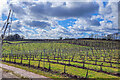 Three Choirs Vineyard