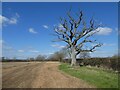 ST6128 : Dead tree on North Leaze Farm by Roger Cornfoot