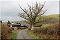 Hen dderwen ar ochr heol / Old oak on roadside