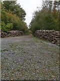 TQ7615 : Wood Stacks in the Great Wood by John P Reeves