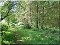 SJ2605 : Offa's Dyke Path in Phillip's Gorse by Eirian Evans