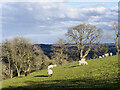 Sheep in field south of Wiserley Hall