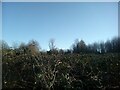 Scrubland near Bull Meadow